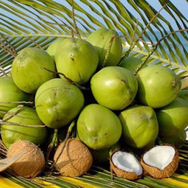 Sỉ Lẻ Dừa Giá Tận Gốc