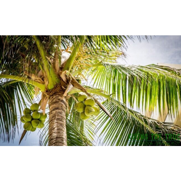 Sỉ Lẻ Dừa Giá Tận Gốc