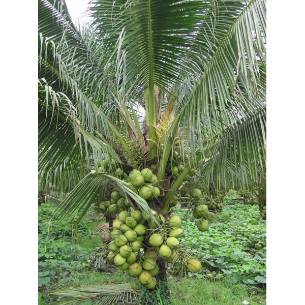 Sỉ Lẻ Dừa Giá Tận Gốc